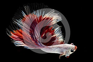 Beautiful betta fish with vibrant colors and beautiful red fins that exude arrogance and beauty at the same time.