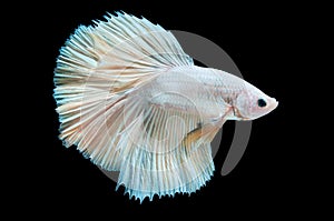 Beautiful betta splendens isolated on black background