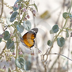 Beautiful betterfly on nature