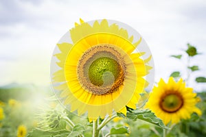 Beautiful bg yellow sun flower close up.