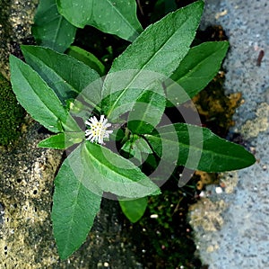 Beautiful bhringraj,eclipta prostata,wild plant with white flower and wally background