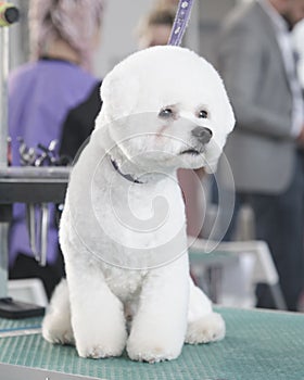 Beautiful Bichon frise after grooming close-up. Vertical photo