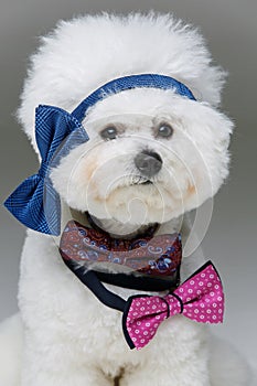 Beautiful bichon frisee dog in bowties