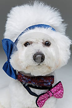 Beautiful bichon frisee dog in bowties