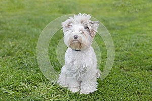 A beautiful Biewer Yorkie dog sits on the grass and looks at the camera. Cute Yorkie dog posing for the camera. A white