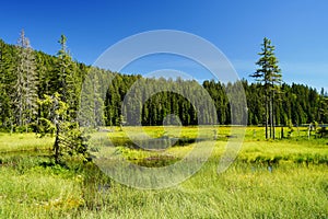 Beautiful Big Arber lake with its swimming islands in the Bavarian Forest, Germany