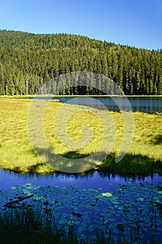 Beautiful Big Arber lake with its swimming islands in the Bavarian Forest, Germany