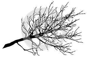 Beautiful big bare branch of tree, silhouette. Vector illustration