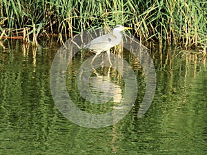 Beautiful big-billed heron waiting for the dam fisherman river water photo