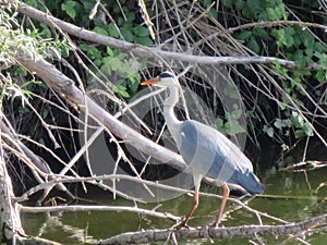 Beautiful big-billed heron waiting for the dam fisherman river water photo
