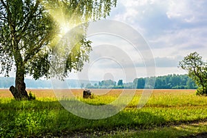 Beautiful big birch tree in a meadow with sunny beams