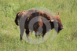 Beautiful big bison dangerous horns herbivorous zoo safari animal photo