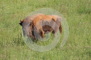 Beautiful big bison dangerous horns herbivorous zoo safari animal