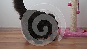 Beautiful big black cat eats food from a metal plate, against a background