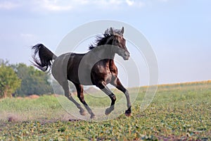 Beautiful big black horse galloping across the field on a background of clear sky and haze.