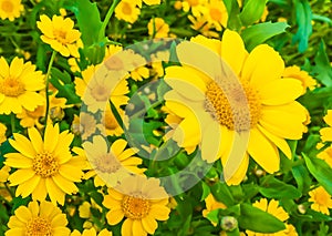 Beautiful big blooming yellow daisy flowers macro close up