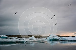 Beautiful big blue iceberg floating in Jokulsarlon glacial, Iceland in summer at dusk, reflecting in the water and birds