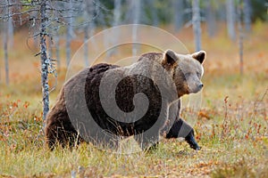 Beautiful big brown bear walking around lake with autumn colours. Dangerous animal in nature forest and meadow habitat. Wildlife