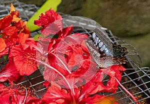 Beautiful big brown tropical Owl butterfly or Caligo eating sweet nectar of red flower, close up view. Butterfly collects nectar