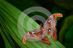 Beautiful big butterfly, Giant Atlas Moth, Attacus atlas, insect in green nature habitat, India, Asia