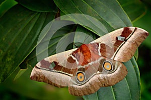 Beautiful big butterfly Gonimbrasia belina is a species of moth found in much of Southern Africa, whose large edible caterpillar,