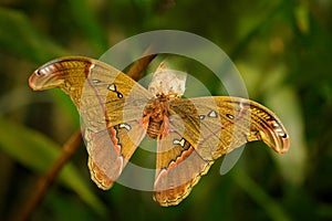 Beautiful big butterfly in the green tropic forest. Attacus caesar, moth in Saturniidae family, southern Philippines. Butterfly