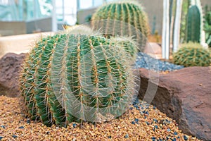 Beautiful big cactus in the rock garden