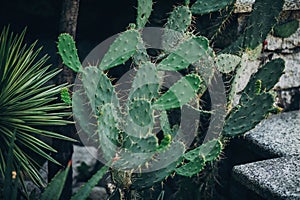Beautiful big cactus succulent in sunny botanical garden, on Borromean Islands on Lago Maggiore, Stresa city, Italy. Relaxing on