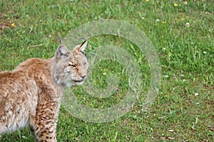 Beautiful big cat lynx wild freedom fear danger extinction