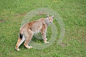 beautiful big cat lynx wild freedom fear danger extinction photo