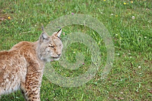 Beautiful big cat lynx wild freedom fear danger extinction photo