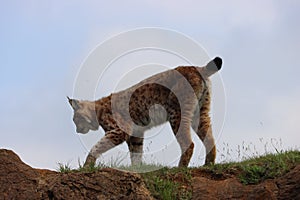 Beautiful big cat lynx wild freedom fear danger extinction