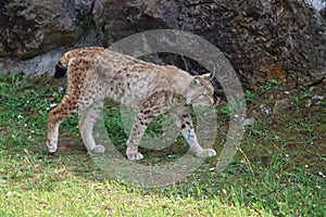 Beautiful big cat lynx wild freedom fear danger extinction photo