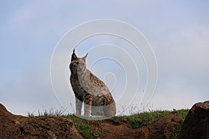 Beautiful big cat lynx wild freedom fear danger extinction photo