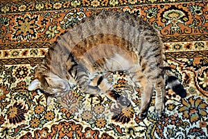 Beautiful big cat sleeping on the carpet