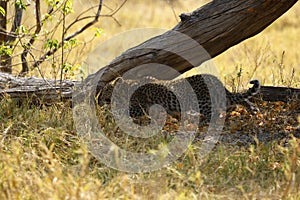 Beautiful Big Cat, tiny leopard cub hiding