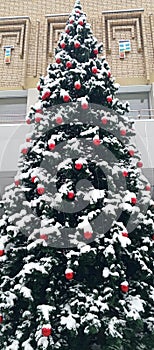 beautiful, big Christmas tree on the street.elegant Christmas tree , waiting for a new one