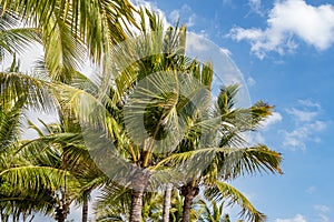 Beautiful big Cocos nucifera palm leaves are on the blue sky with white clouds background photo