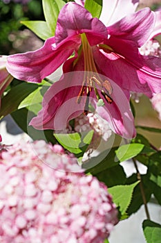 beautiful big cold- pink lily flower blooming in garden . macro