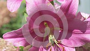 beautiful big cold- pink lily flower blooming in garden. macro footage.