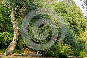 Beautiful big cork oak tree Quercus suber with lush evergreen foliage in Massandra landscape park in Crimea