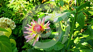 Beautiful big dahlia flower in the garden.