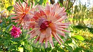 Beautiful big dahlia flowers in the garden on a sunny day.