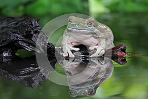 Tree fog, dumpy frog looking something on reflection