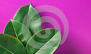 Beautiful big fleshy fresh green potted Ficus Elastica leaves on purple painted wall background. Room Plant Interior Decoration