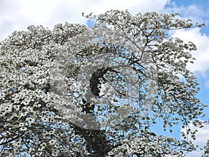 Beautiful big Flowering dogwood tree Cornaceae with white blossoms