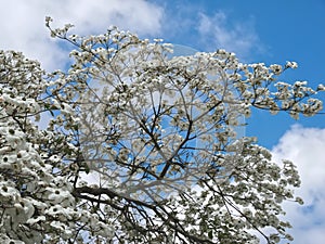 Beautiful big Flowering dogwood tree Cornaceae with white blossoms