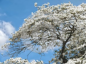Beautiful big Flowering dogwood tree Cornaceae with white blossoms