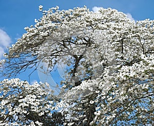 Beautiful big Flowering dogwood tree Cornaceae with white blossoms