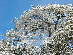 Beautiful big Flowering dogwood tree Cornaceae with white blossoms